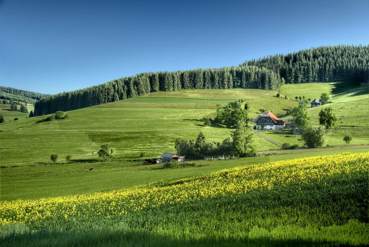 Wrażliwa dieta wegańska: dlaczego wybierają ją coraz więcej ludzi?